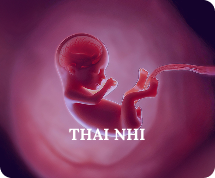 Thai nhi