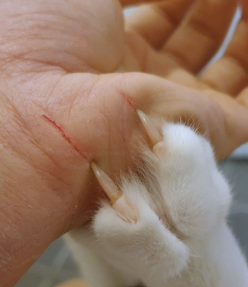 Mèo cào gây trầy xước