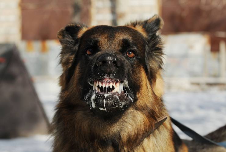 BỆNH DẠI Ở CHÓ