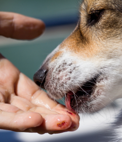 Chó liếm lên vết thương hở