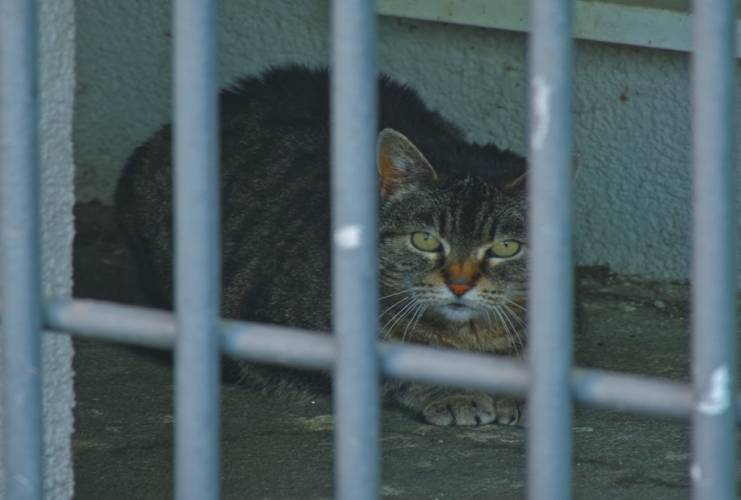 BỆNH DẠI Ở MÈO